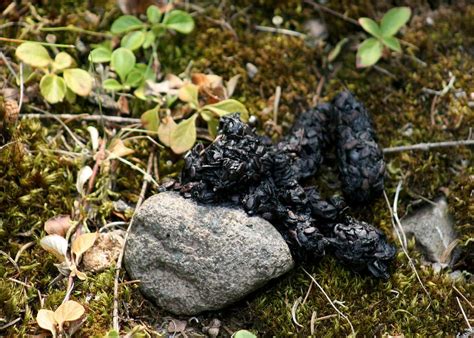 Fox Scat With Berries Photos Diagrams And Topos Summitpost