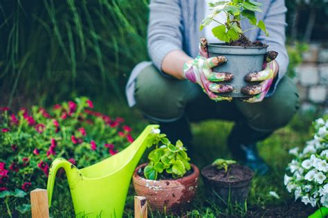 Larkfleet Blog How To Plan Your Garden