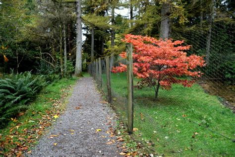 Path Gortin Glens Forest © Kenneth Allen Geograph Britain And Ireland