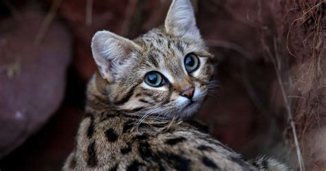 The Black Footed Cat The Worlds Most Dangerous Cat