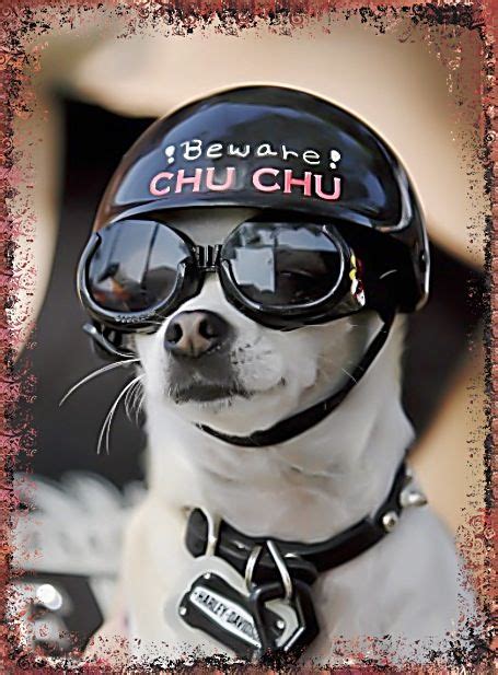 Biker Chihuahua Dogs Animal Chihuahua Cute Chihuahua Therapy