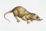 The Evolution of the First Mammals