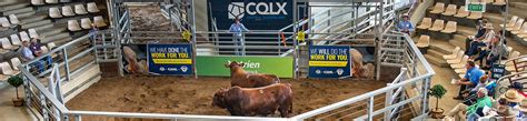 Cattle Saleyards Explore Rockhampton
