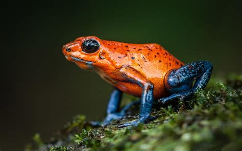 Poison Dart Frog Wallpapers Wallpaper Cave