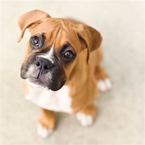 Boxer Puppies Cute Pictures And Facts Dogtime