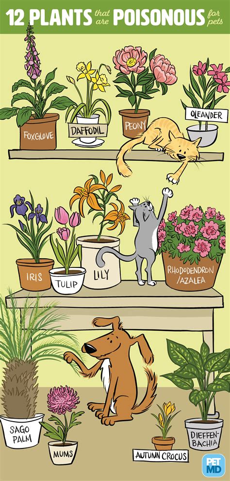 Curious cats will explore anything that interests them. Poisonous Plants for Cats | PetMD