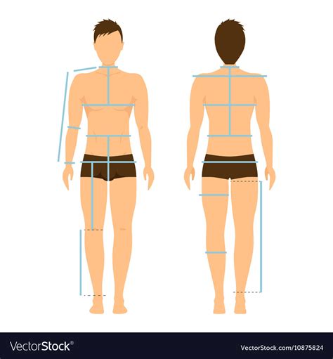 Man Body Front And Back For Measurement Royalty Free Vector
