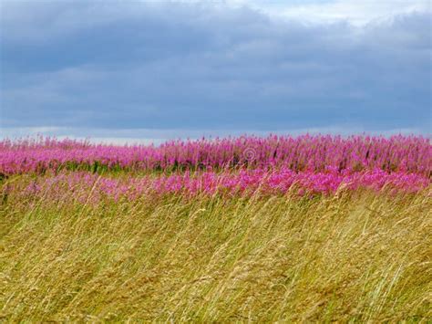 Beautiful Meadow Of Pink Wildflowers Stock Photo Image 30494576