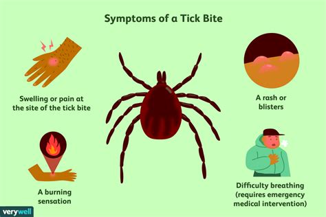 What You Need To Know About Getting A Tick Bite