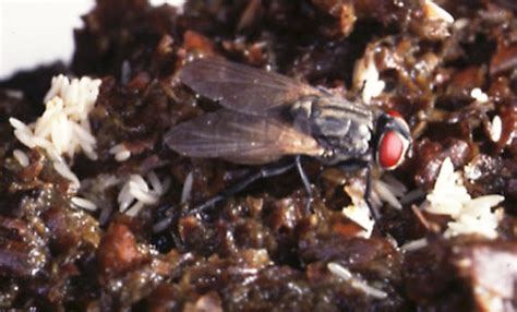 Fly laying thousand of eggs in few seconds | world's weirdest description: house fly - Musca domestica Linnaeus