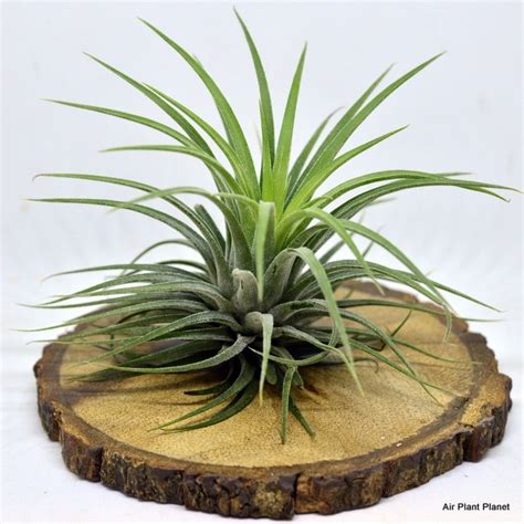 Air Plant Planet Tillandsia Ionantha