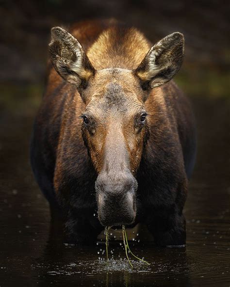 1000 Images About Moose Pictures On Pinterest
