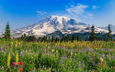 Adventurers Guide To Mount Rainier National Park Washington Skyblue