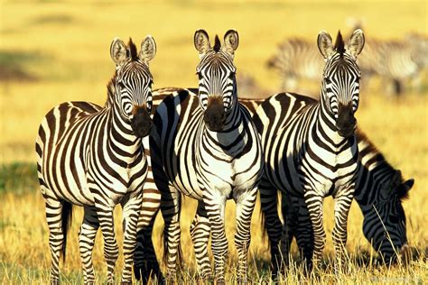 Wildlife Of The World Zebra Hd Wallpapers