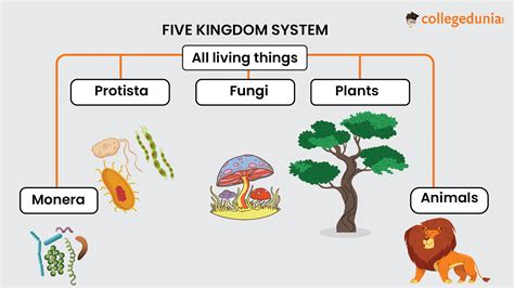 In Five Kingdom System The Main Basis Of Classification