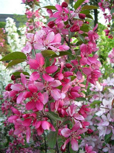 Malus „profusion Solitérní Stromy Sro