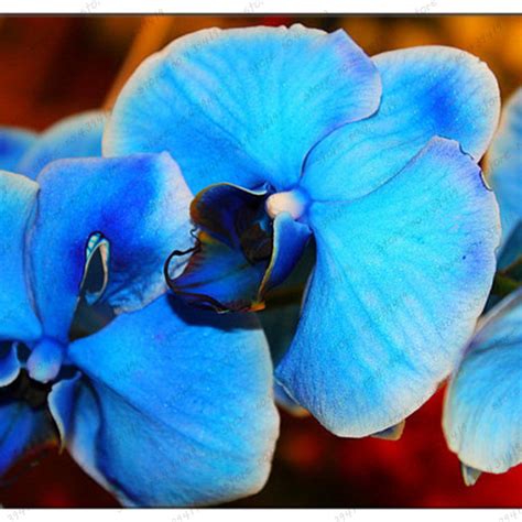 Blue Butterfly Orchid Seeds Fragrant Pretty Light Up Garden 100 Seeds