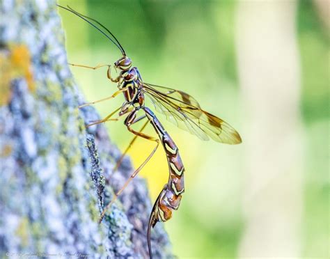 Giant Ichneumon Wasp Megarhyssa Macrurus Wasp Giants Insects