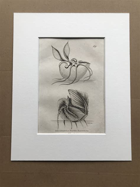 1809 Argonaut Or Paper Nautilus Original Antique Engraving Octopus