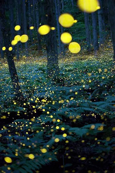 45 Fascinating Examples Of Firefly Photography