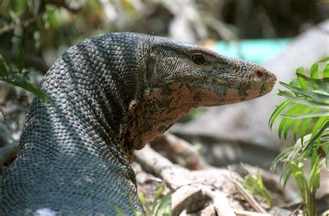 Video Water Monitor Lizard Spotted Wading Through Sewers Of Bangkok