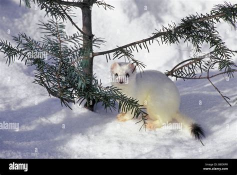 Ermine Hi Res Stock Photography And Images Alamy