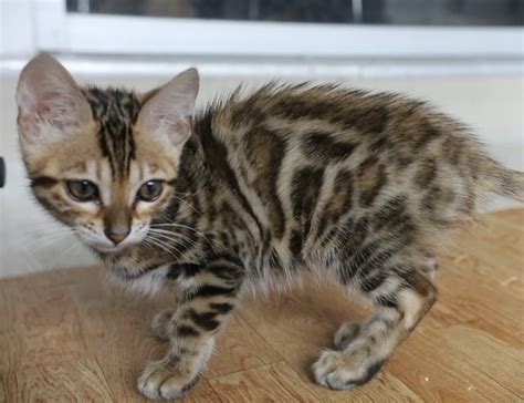 Available Bengal Kittens — Bengal Cat Breeder Los Angeles