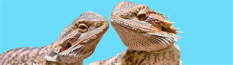 Female Vs Male Bearded Dragon Get The Main Difference In 2023