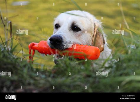 Working Golden Retriever Stock Photo Alamy