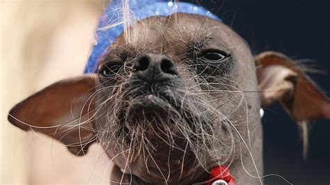 Ugly Mugly Wins Ugliest Dog Contest The Two Way Npr