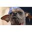 Ugly Mugly Wins Ugliest Dog Contest  The Two Way NPR