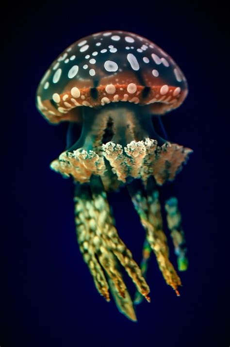 Jellyfish Chris Malek Beautiful Sea Creatures Deep Sea Creatures