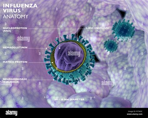 Influenza Virus The Flu Is An Infectious Disease Caused By An