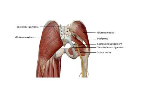 Hip Anatomy Tendons