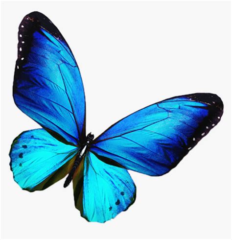 Edit Your Transparent Background Blue Butterfly Images With Different