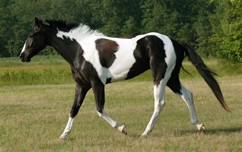 Caballo Paint Horse 】características Origen Colores 2019