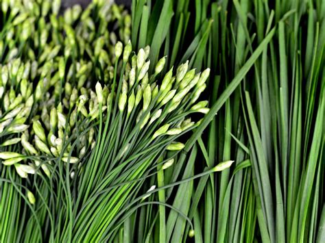 Garlic chives make a beautiful addition to the flower border. What Do You Know About Garlic Chives?