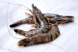 DEVI FISHERIES LIMITED Manufacturer Of Shrimp From Visakhapatnam India