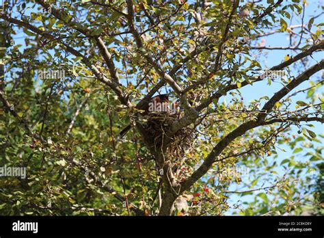 A Male American Robin Feeding Two Baby Robins In A Nest In A Crabapple
