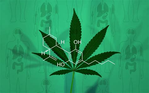 How Does Cbd Work In The Body