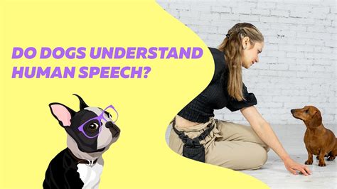 Do Dogs Understand Human Speech Everydoggy Youtube