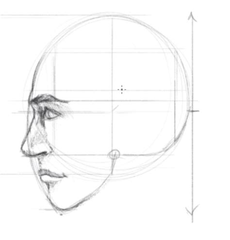 Realistic Male Profile Drawing The Male Face Is Structured A Bit Different Than A Female S Face