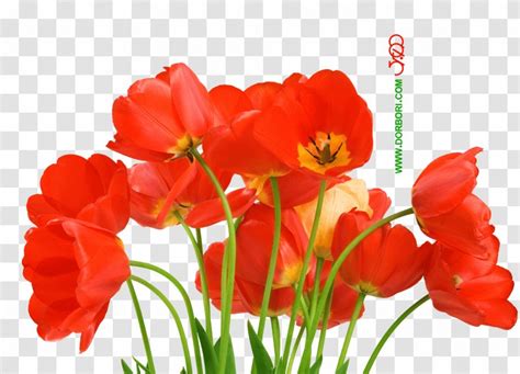 Le coquelicot shop es una tienda online creada en el 2018 con la finalidad de hacer felices a las seguidoras de le coquelicot blog fundado en 2009. Coquelicot Bouquet - Michel Henry Bouquet De Coquelicots ...
