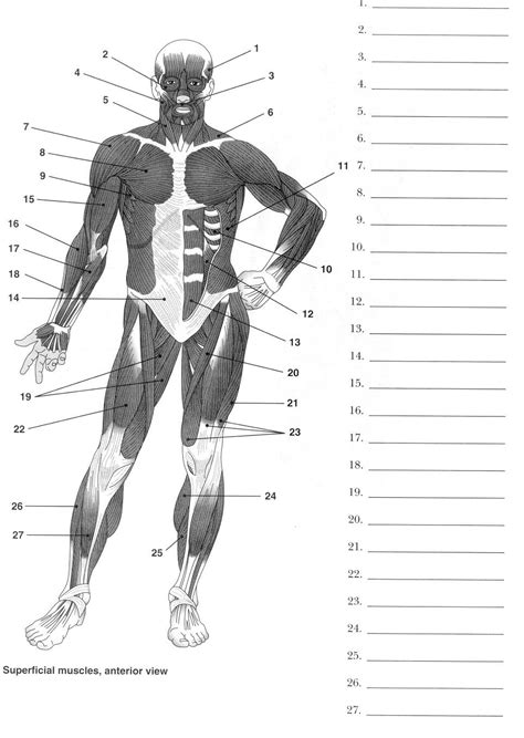 Major Human Muscles Worksheet Answers