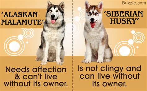 Alaskan Malamute Vs Siberian Husky Which Dog Makes A