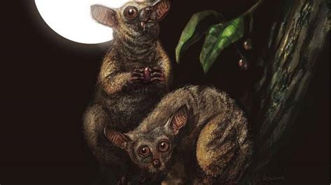 Lemur Like Animal Fossil Found In Oregon May Be Last Non Human Primate