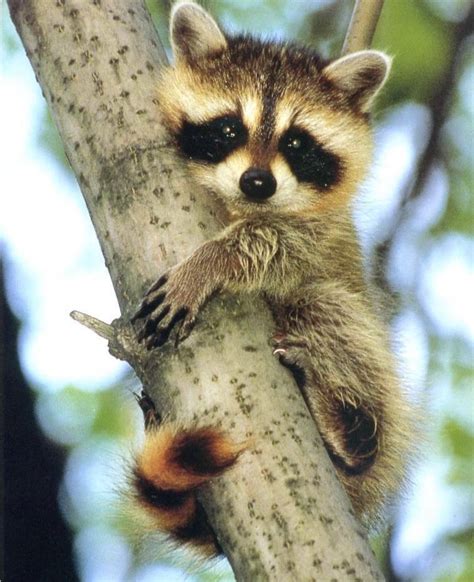 Baby Raccoon In A Tree Cute 8x10 In Print Ebay