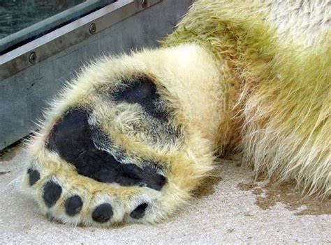 Why Do Polar Bears Have Large Feet Polar Bear Facts