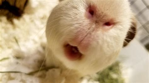 My Guinea Pigs Nose Looks Like A Snow Monkey Rconfusingperspective