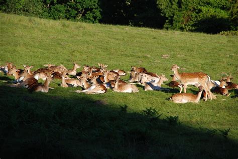 Herd Of Fallow Deer Resting Grouping Of Females The Male Flickr